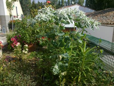 [Foto de planta, jardin, jardineria]