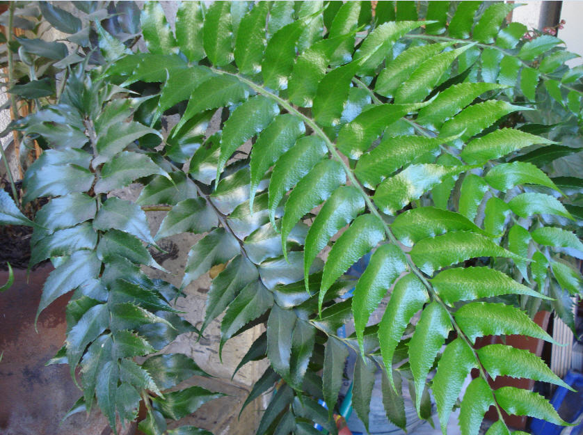 [Foto de planta, jardin, jardineria]