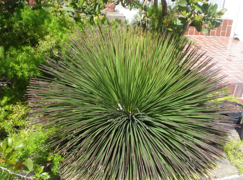 [Foto de planta, jardin, jardineria]