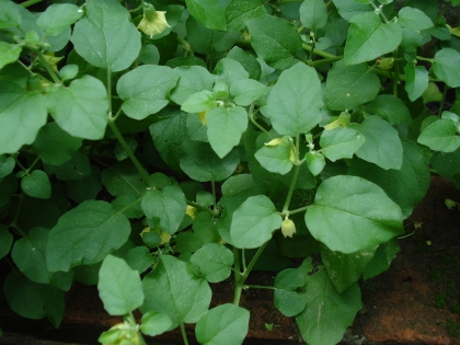 [Foto de planta, jardin, jardineria]