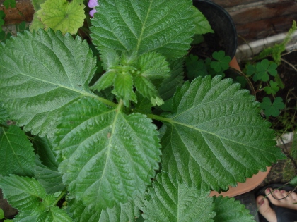 [Foto de planta, jardin, jardineria]