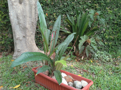 [Foto de planta, jardin, jardineria]