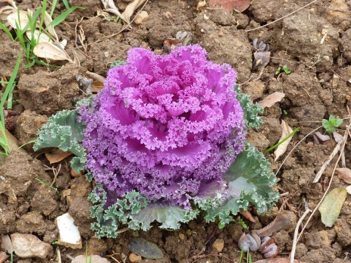 [Foto de planta, jardin, jardineria]