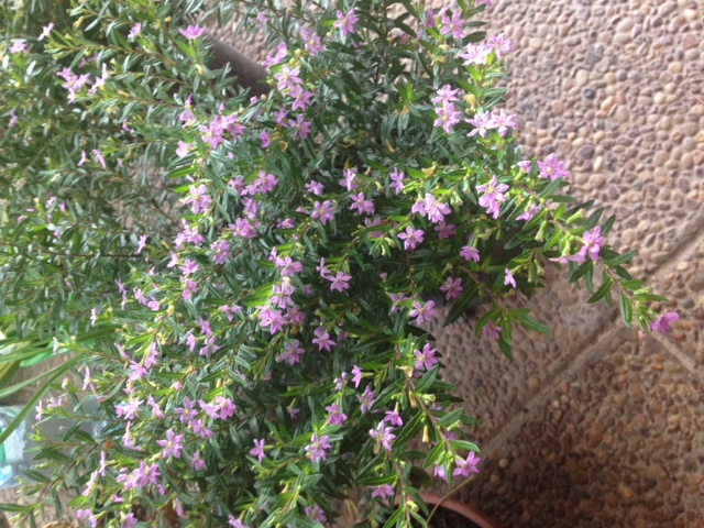 [Foto de planta, jardin, jardineria]