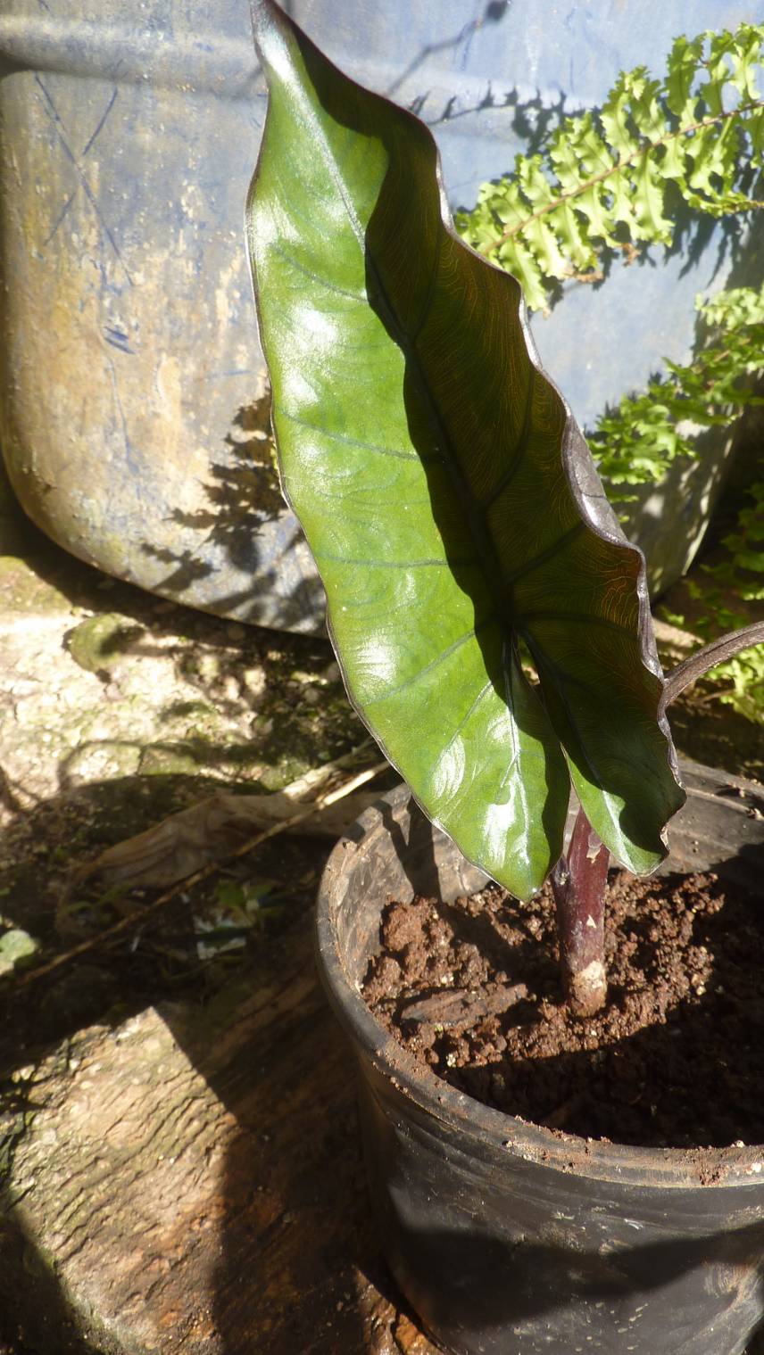 [Foto de planta, jardin, jardineria]