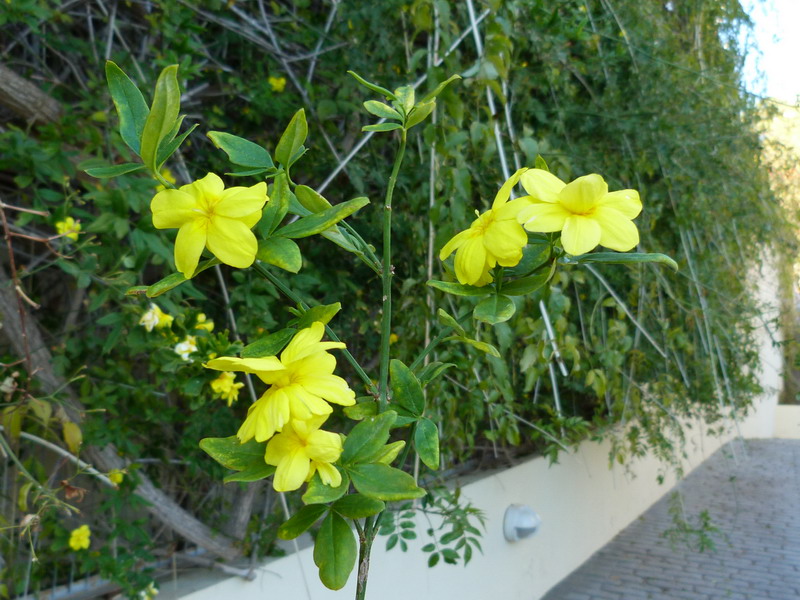 [Foto de planta, jardin, jardineria]