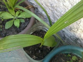 [Foto de planta, jardin, jardineria]