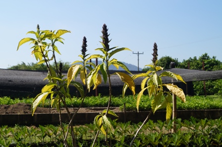 [Foto de planta, jardin, jardineria]