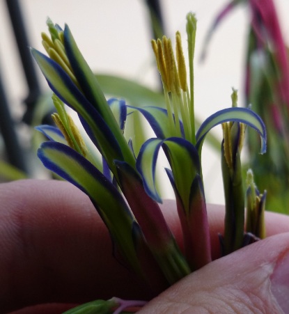 [Foto de planta, jardin, jardineria]