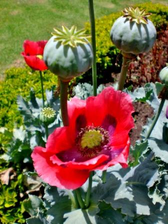 [Foto de planta, jardin, jardineria]