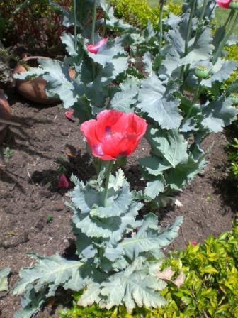 [Foto de planta, jardin, jardineria]