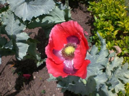 [Foto de planta, jardin, jardineria]