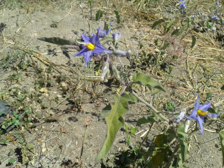 [Foto de planta, jardin, jardineria]