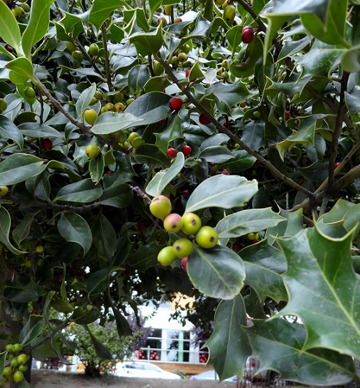 [Foto de planta, jardin, jardineria]