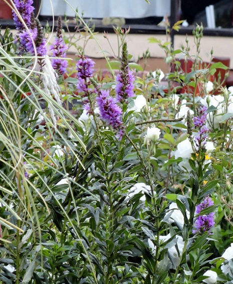 [Foto de planta, jardin, jardineria]