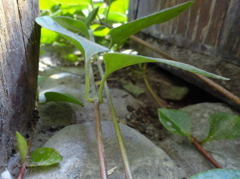 [Foto de planta, jardin, jardineria]