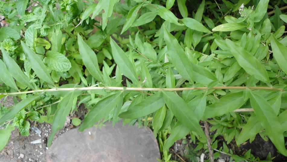 [Foto de planta, jardin, jardineria]