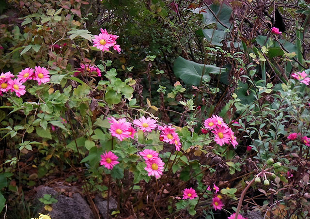 [Foto de planta, jardin, jardineria]