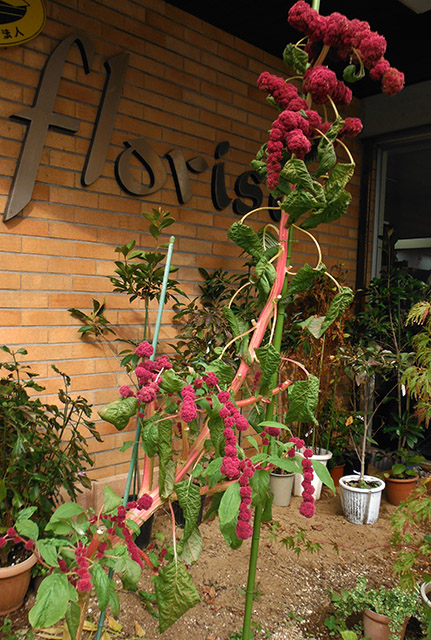 [Foto de planta, jardin, jardineria]