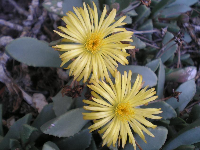 [Foto de planta, jardin, jardineria]