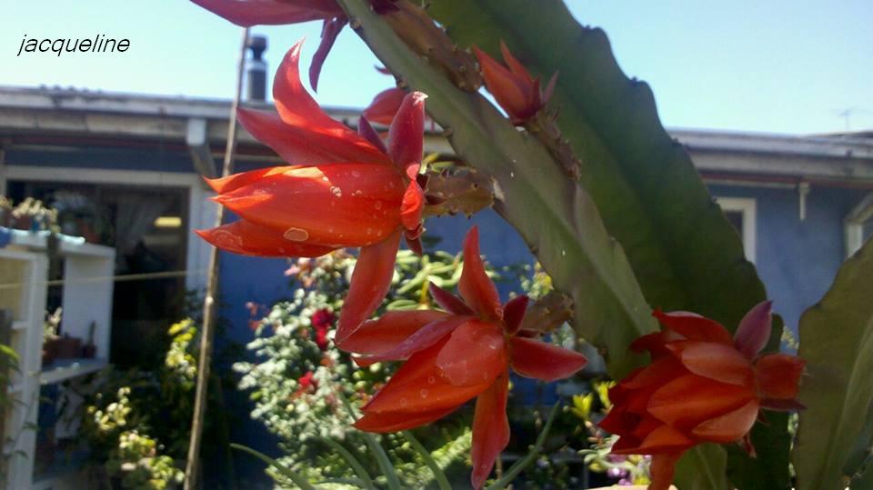 [Foto de planta, jardin, jardineria]