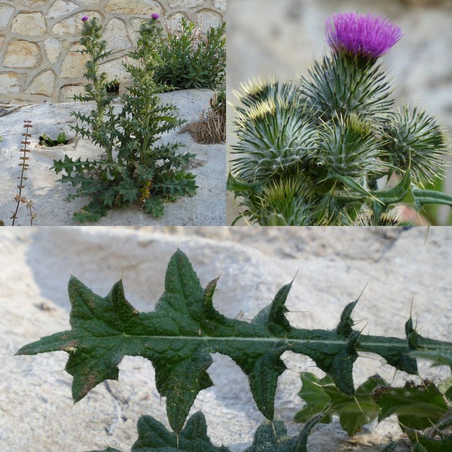 [Foto de planta, jardin, jardineria]