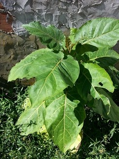 [Foto de planta, jardin, jardineria]