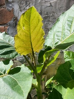 [Foto de planta, jardin, jardineria]