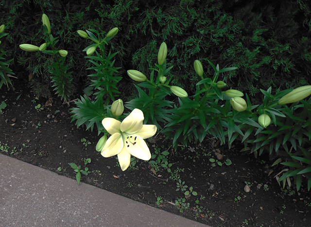 [Foto de planta, jardin, jardineria]