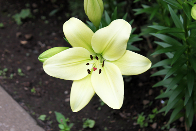 [Foto de planta, jardin, jardineria]