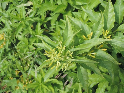 [Foto de planta, jardin, jardineria]