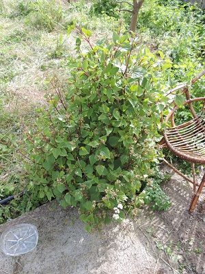 [Foto de planta, jardin, jardineria]