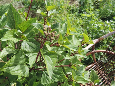 [Foto de planta, jardin, jardineria]