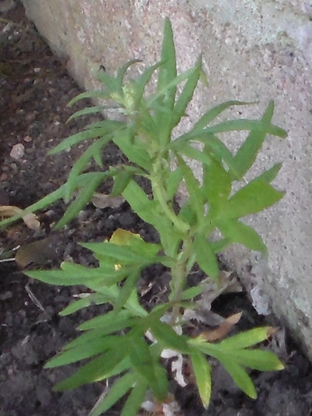 [Foto de planta, jardin, jardineria]