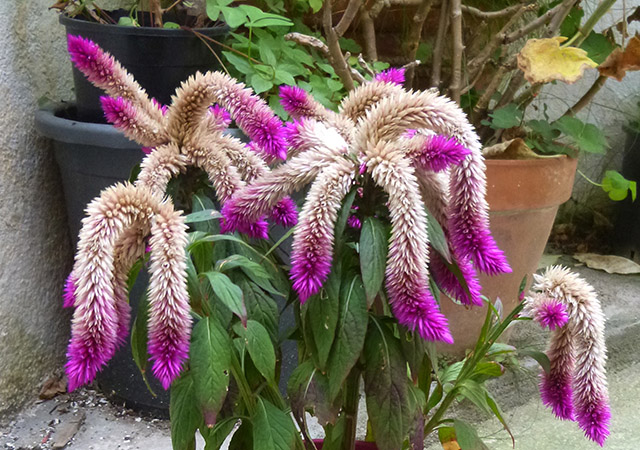 [Foto de planta, jardin, jardineria]