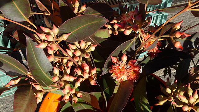 [Foto de planta, jardin, jardineria]