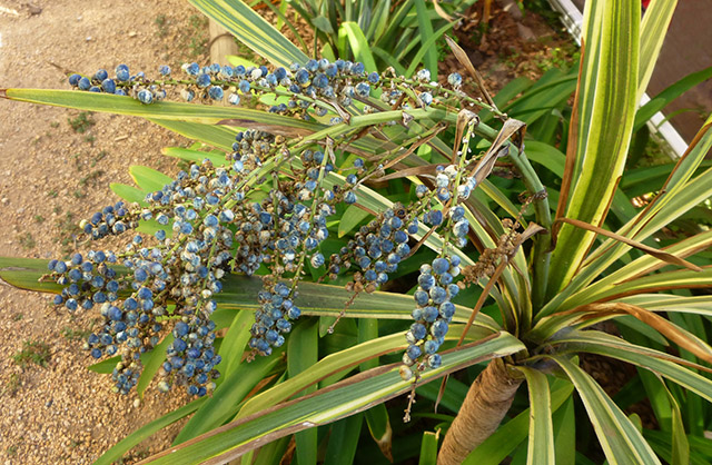 [Foto de planta, jardin, jardineria]