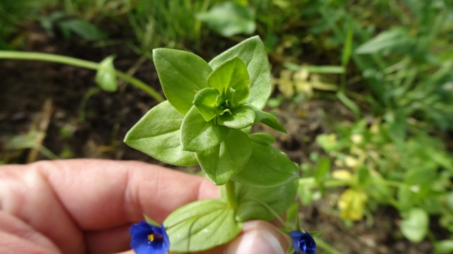 [Foto de planta, jardin, jardineria]