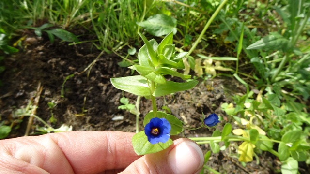 [Foto de planta, jardin, jardineria]