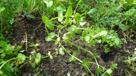 [Foto de planta, jardin, jardineria]