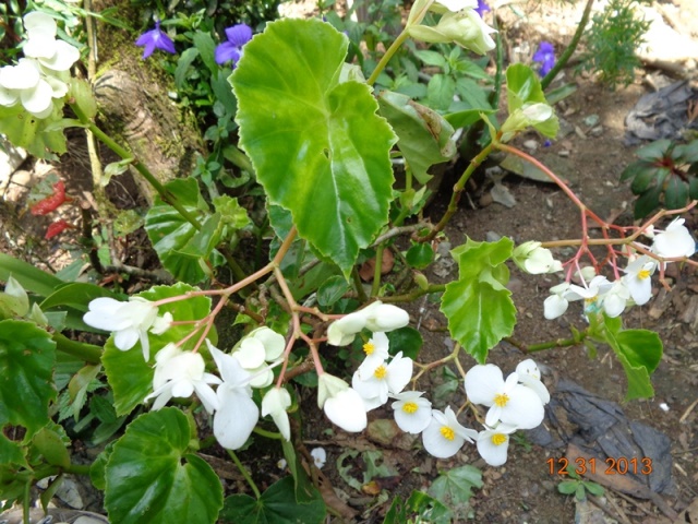 [Foto de planta, jardin, jardineria]