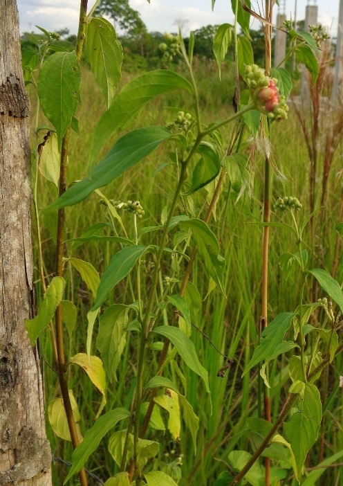 [Foto de planta, jardin, jardineria]