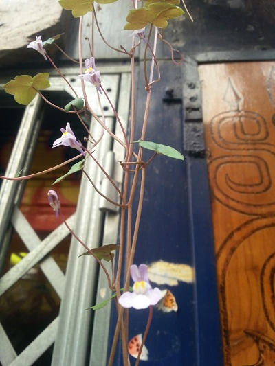 [Foto de planta, jardin, jardineria]