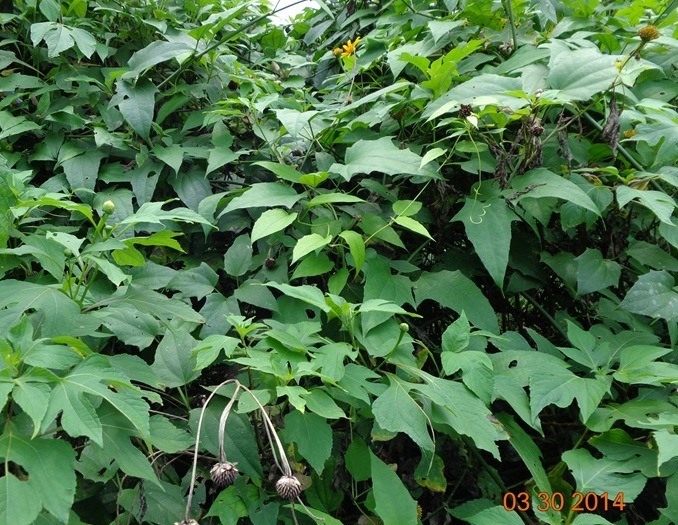 [Foto de planta, jardin, jardineria]