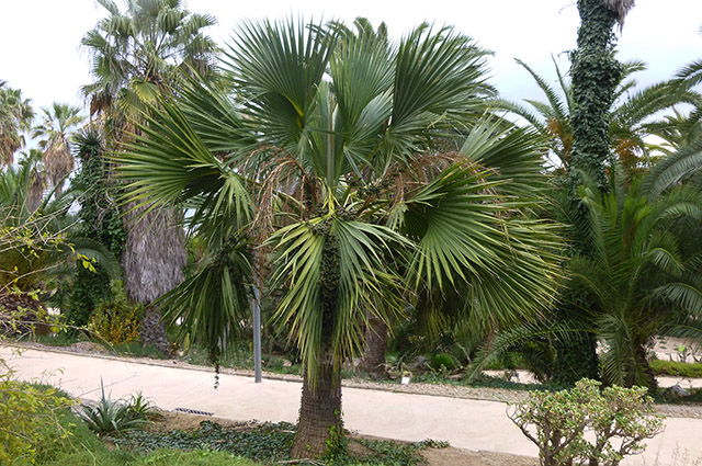 [Foto de planta, jardin, jardineria]