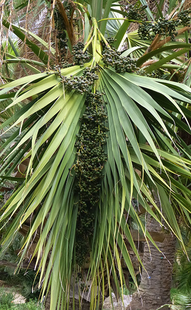 [Foto de planta, jardin, jardineria]