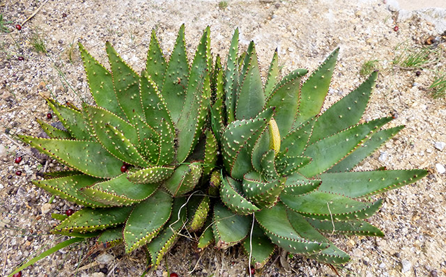 [Foto de planta, jardin, jardineria]