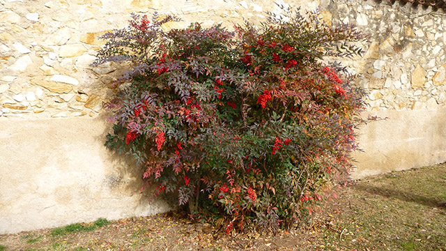 [Foto de planta, jardin, jardineria]