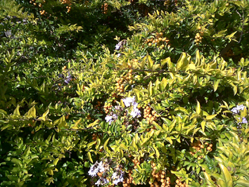 [Foto de planta, jardin, jardineria]