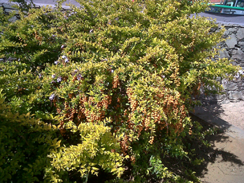 [Foto de planta, jardin, jardineria]